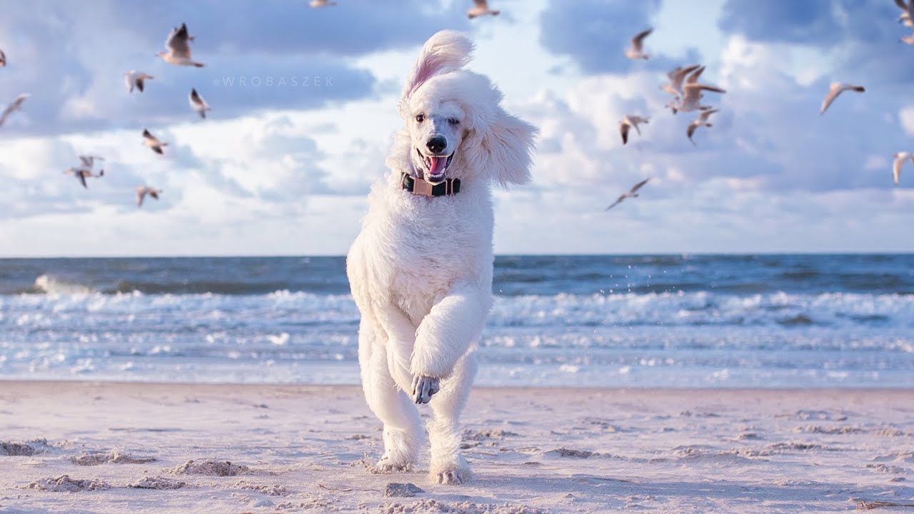 Standard Poodle | Wyjazd nad morze | Poodle Charles