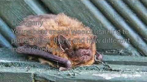 Behavioral Analyses: Video Project