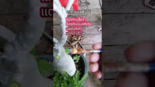 ตัดกิ่งแล้วแผลกิ่งชวนชมแห้งไว ไม่เน่า #ต้นไม้ประทับจิต #บ้านและสวน