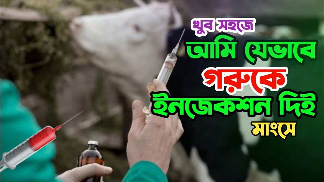গরুকে ইনজেকশন দেওয়ার নিয়ম | খুব সহজে গরুকে ইনজেকশন দেওয়ার নিয়ম | goruke injection | nur agro