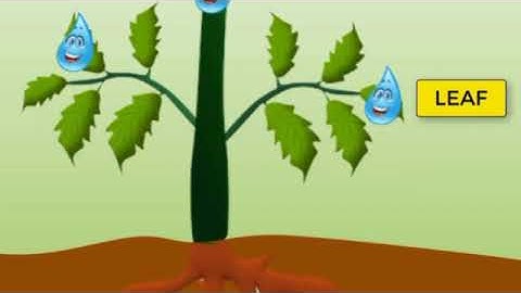 Term :1,Std :2,EVS,Unit:2,Plants around us Part 1