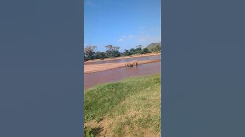 Samburu Giants by the River 🐘🌊