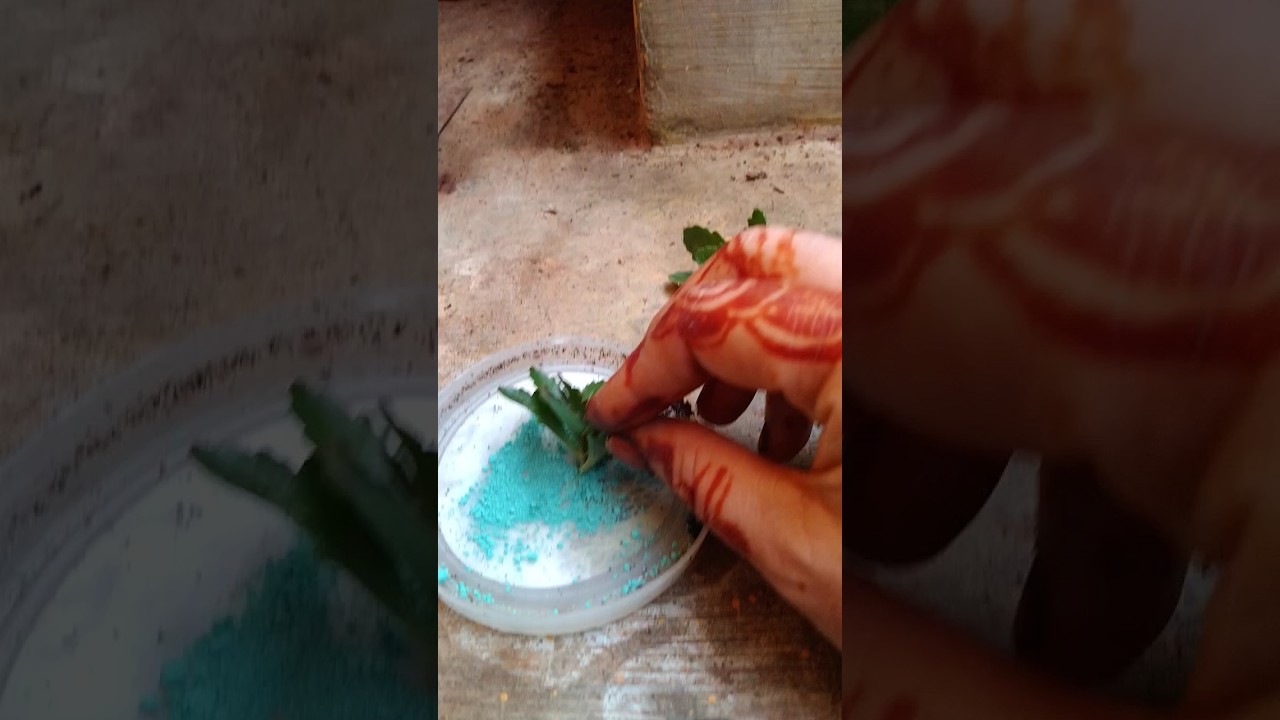 cut ,grow ,nurture 🔁 repeat 