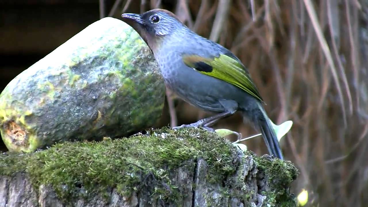 Chestnut-crowned Laughingthrush