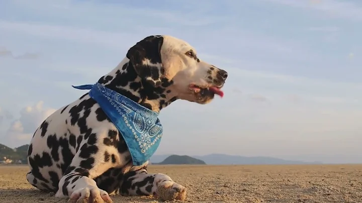 Top 10 Fastest Dog Breeds – You Won’t Believe #1!