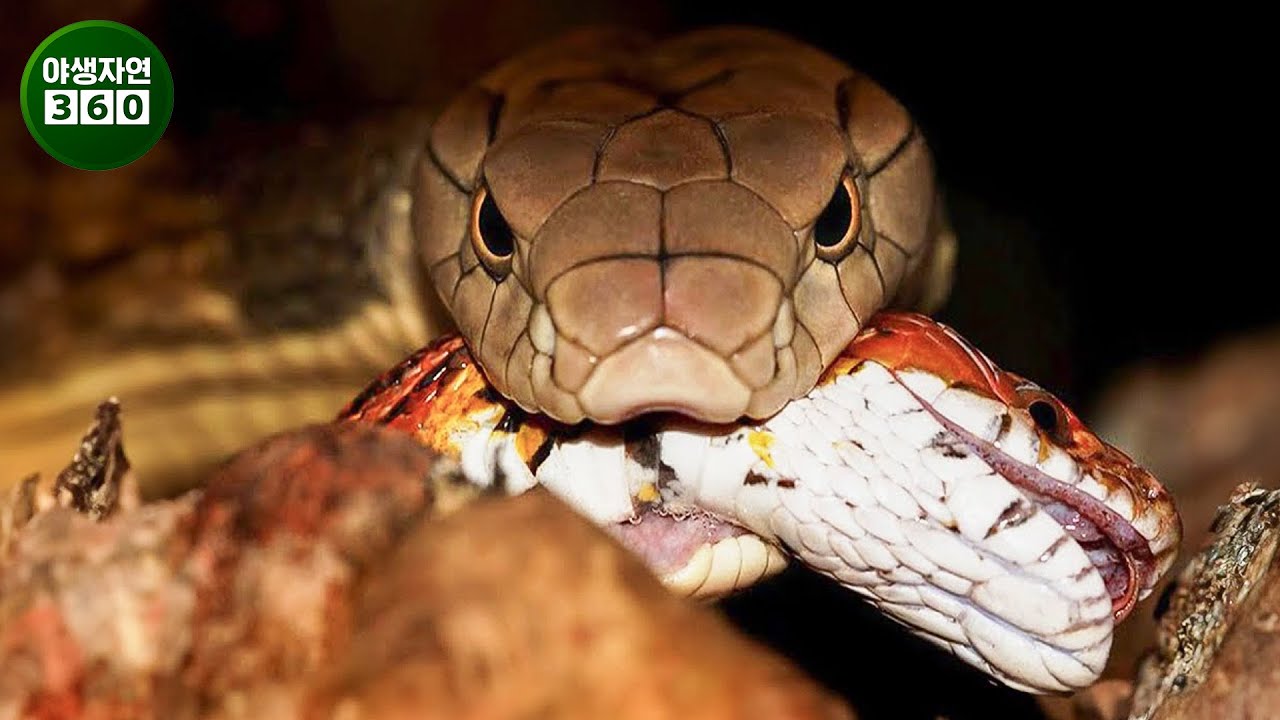 지구상에서 기록된 가장 위험한 독사의 놀라운 공격 | 동물의 왕국