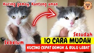 10 CARA MEMBUAT KUCING CEPAT GEMUK DAN CARA MELEBATKAN BULU KUCING  CARA MERAWAT KUCING