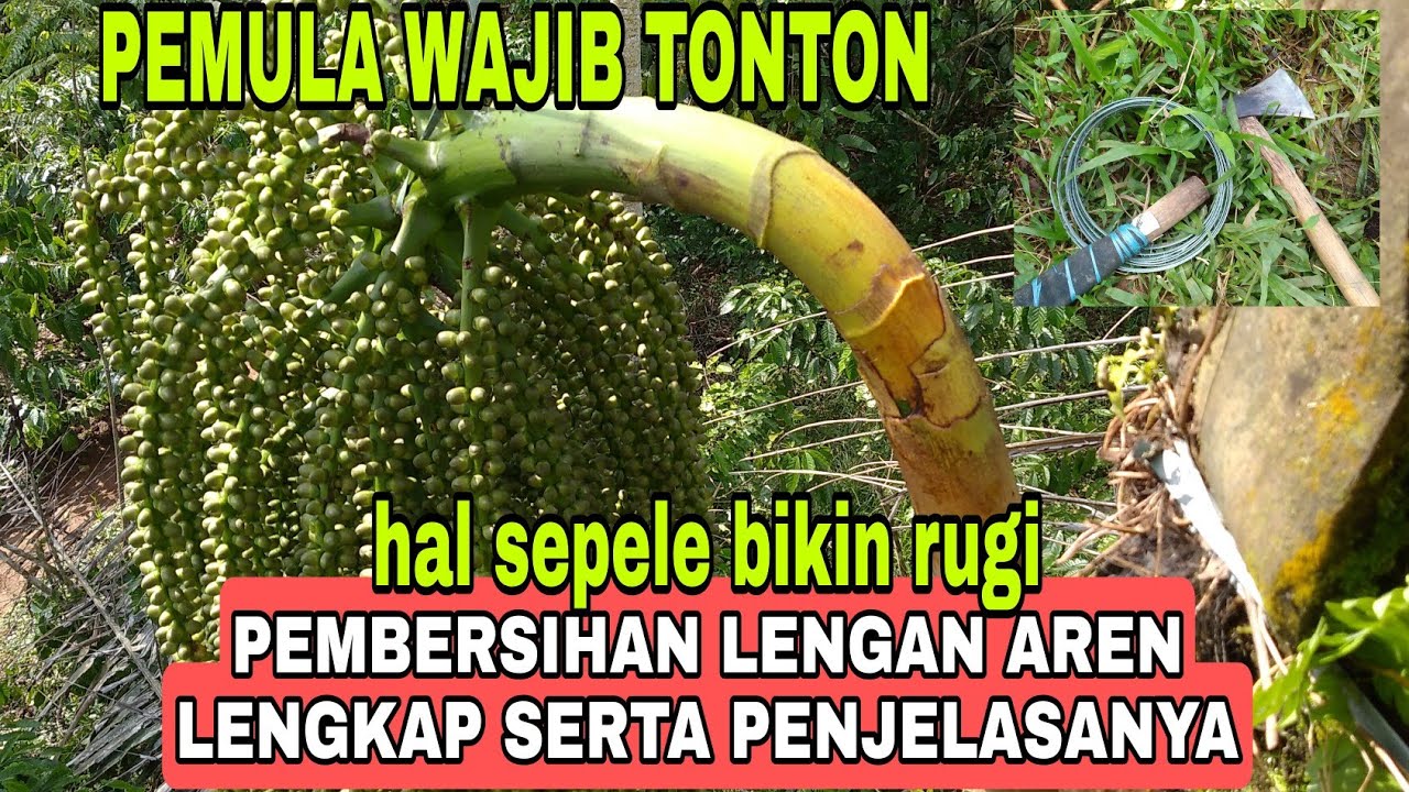 cara lengkap membersihkan manggar bunga aren