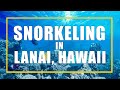 Lanai Snorkelling From Maui with Trilogy