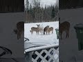 Winter visitors in New Brunswick