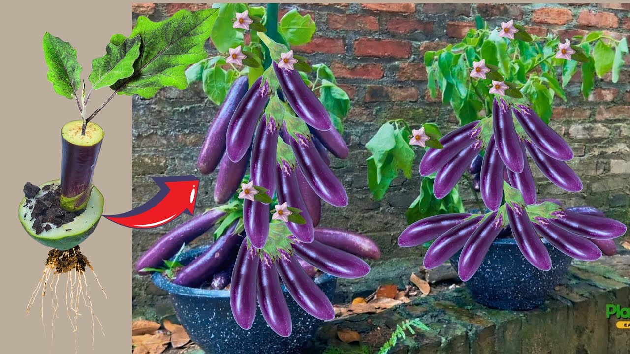 Secrets of Growing Eggplants With Special Techniques. Harvest fruit all