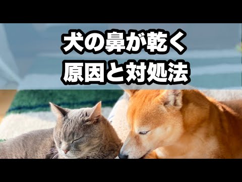 犬の雪鼻とは？冬に鼻の色が変わる理由と飼い主が知っておくべきこと