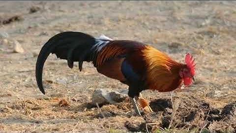 Suab Lau qaib qus qua zoo heev dib tuaj zoo 2022 Tiếng gà rừng gáy F1 👍 Tiếng Gà Rừng Tơ Tập Gáy Mp3