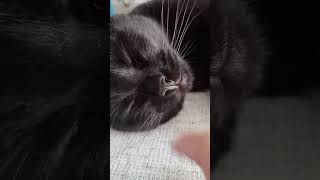 Sy Sleeping Boops