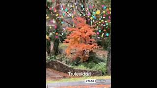 Autumn twirls