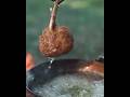 Crispy Chicken Legs Cooking Amazing Yummy Style