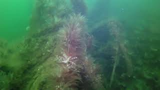 A Dive on the Arran III, Barmore Island, Loch Fyne, 17 October 2020