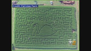 Get Lost In A Corn Maze