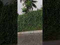 ,🌿