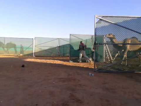 زحمة زمول الرياسة