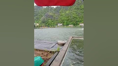 Vlogs 84 Bồi cá - Hồ Câu Minh Ngọc 0828152222 Thôn Khúc Giản, Xã An Tiến, Huyện An Lão, Hải Phòng