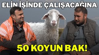 Eli̇n İşi̇nde Çalişacağina 50 Koyun Bak