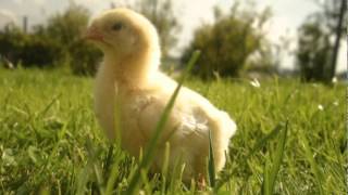 Video 2012-1-46 ***HAPPY EASTER 2012!!!***extra vid from Amnas2011 music:'Easter 2011'