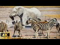Animals Of The World 4K - Scenic Wildlife Film With Calming Music - 4K Video ULTRA HD - Part 2