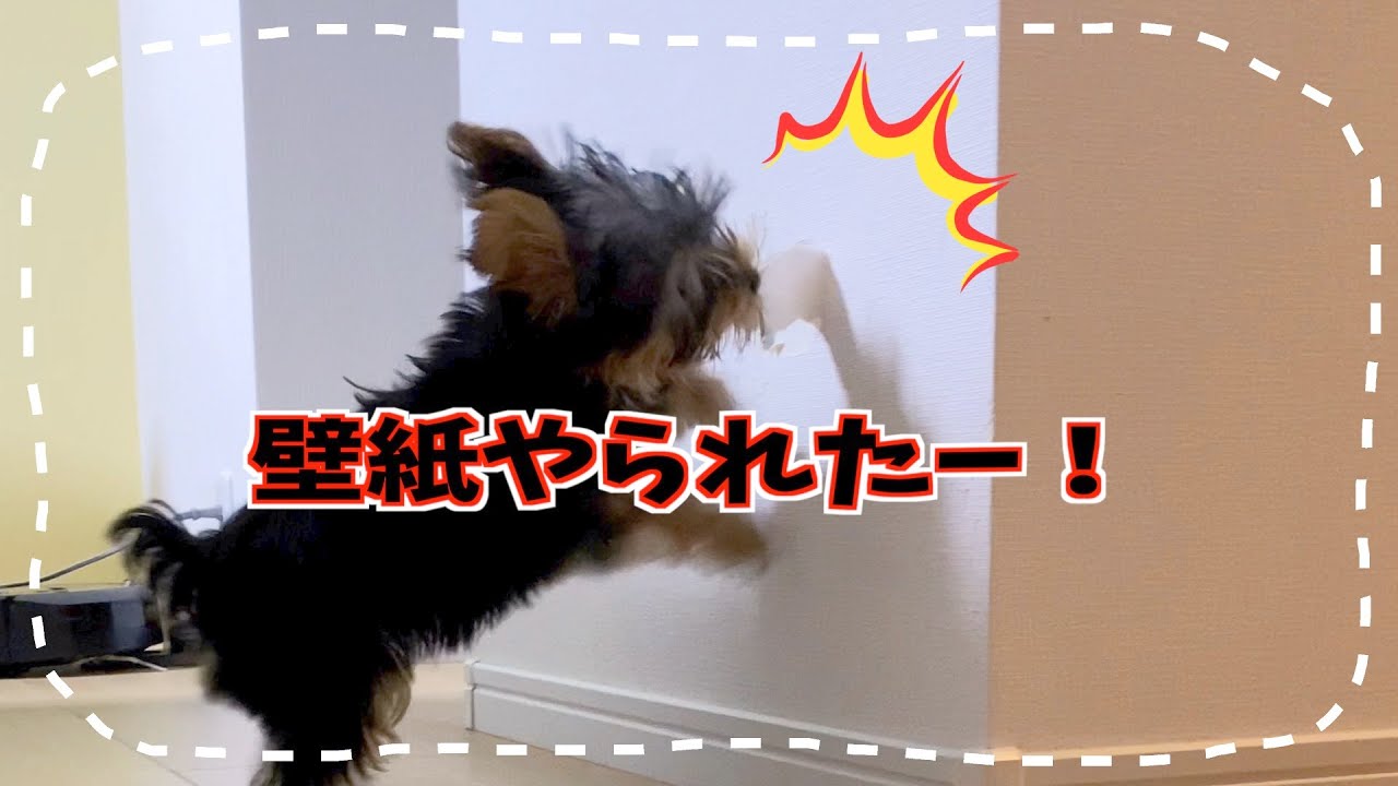√ 壁紙 ボロボロ 隠す 313779-壁紙 ボロボロ 隠す