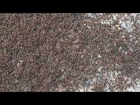 Ants Swarming before the storm