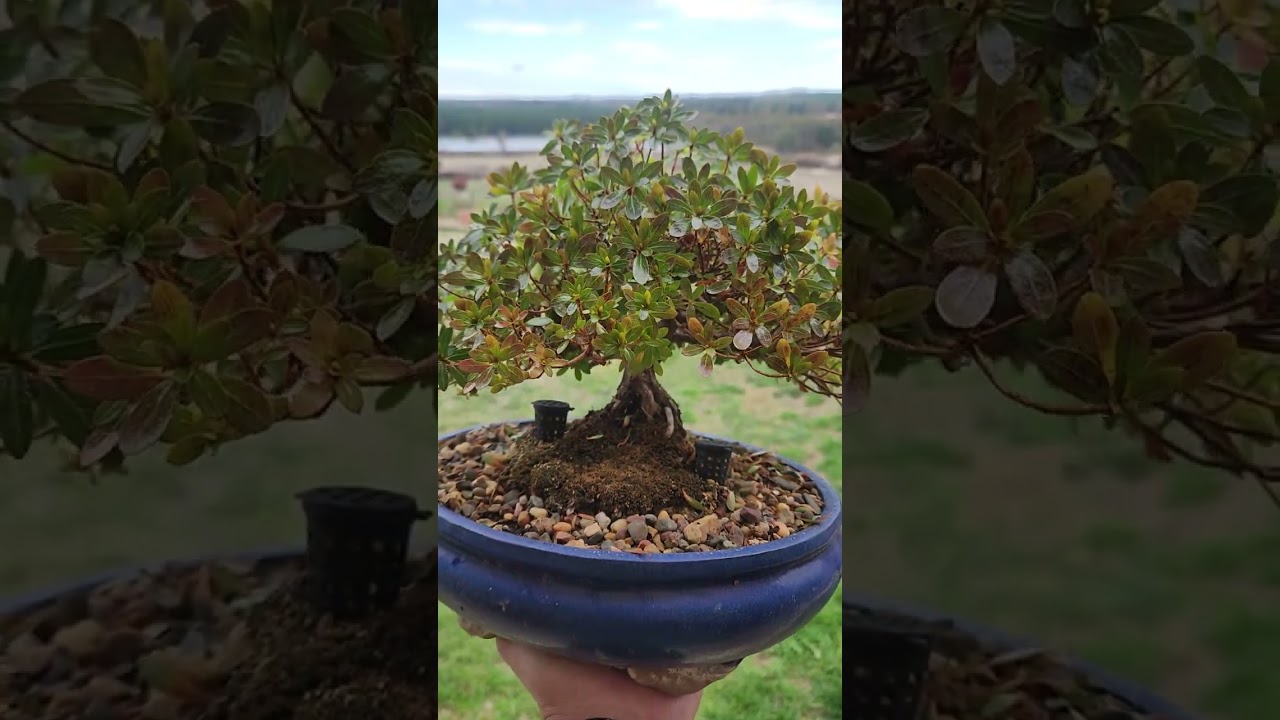 Japanese Azalea Bonsai (satsuki)