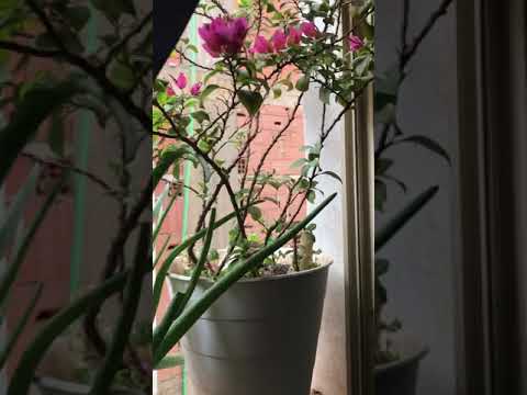 በጣም ይሚደድ ስመት ትውዱታላችሁاغنيه الصباح قصة حب 