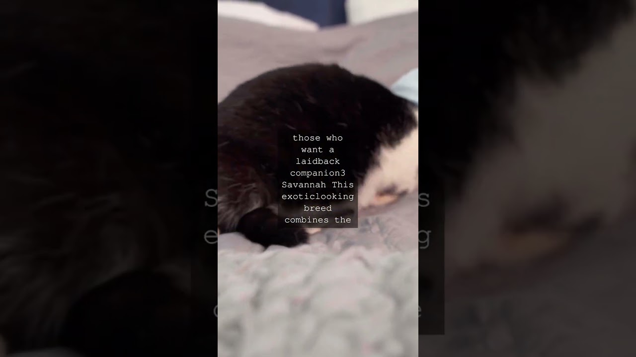 Purrfectly Varied A Guide to the Amazing Diversity of Cat BreedsAs any cat lover knows...