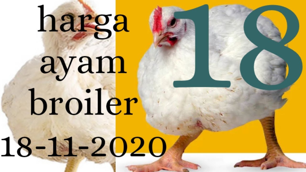 Referensi Harga Ayam Broiler Hari Ini Daftar Harga Ayam Broiler Hari Ini Desember 2020 Terbaru Farmbos Com Jika Kita Bandingkan Harga Pada Rabu 5 2 Dengan Harga 31 Desember Lalu Data