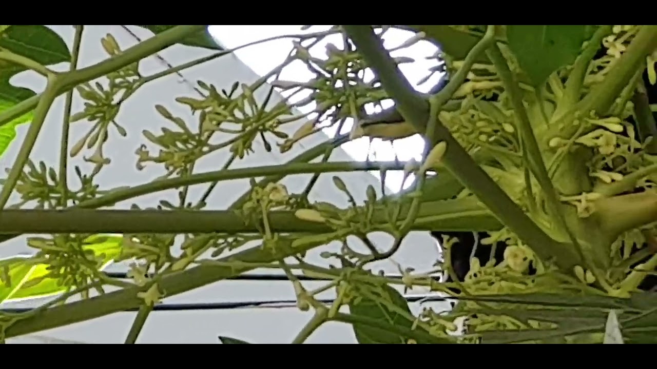 Philippine yellow bellied whistler