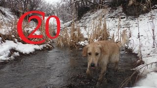 My Golden Retriever in a Nutshell