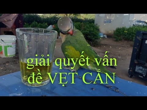 Video: Làm thế nào để thiết lập một lồng chim cho một con vẹt hay con vẹt