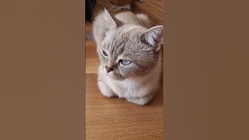 We’re doing nothing, just having a lazy day. #cat #miia #cute #kedi #video #nothing #lazy #day