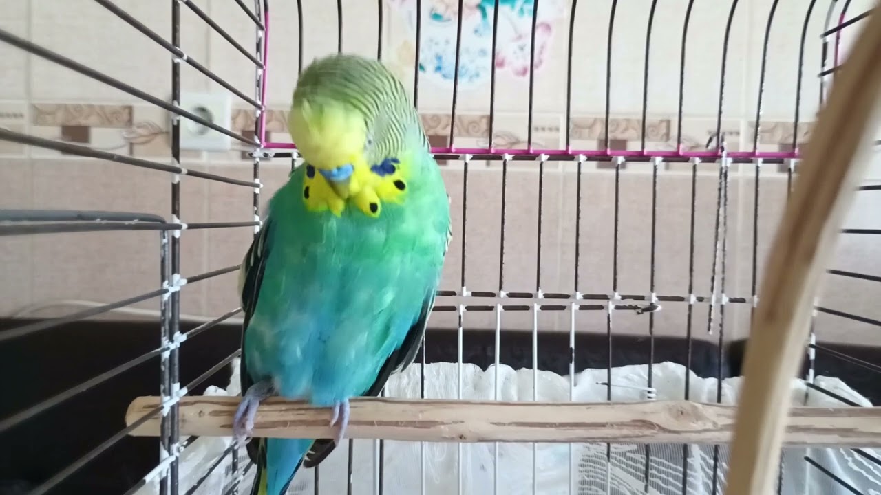 Happy Budgie Chirping – Comforting Sounds for Lonely Parakeets!