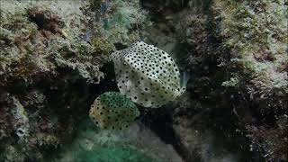 Shore Diving at Kata Bay, Phuket, Thailand