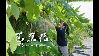 香蕉芭蕉你吃過 但芭蕉花你一定沒吃過 怎麼吃 煮一碗芭蕉花排骨湯再搭配上酸酸甜甜的泰式涼拌芭蕉花