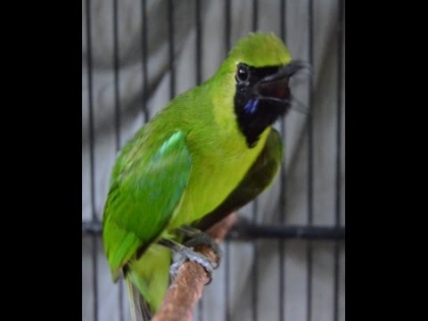 Cucak Ijo Banyuwangi Gacor Nembak Tengkek Siap Tarung Youtube To