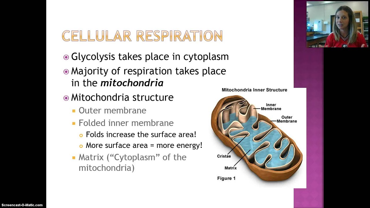 How Organisms Obtain Energy Video Lecture