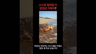 스스로 일어설 수 없었던 거북이, 낯선 이의 손길로 다시 바다로#바다거북 #거북이구조 #플로리다해변 #동물구조 #감동실화