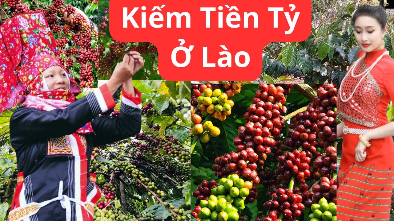 Sự Thật Việc Trồng Cà Phê Ở Lào – Thuê Đất Rẻ Như Cho, Kiếm Tiền TỶ