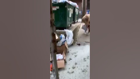 Girl tries to throw kitty litter into the dumpster and it busts everywhere.