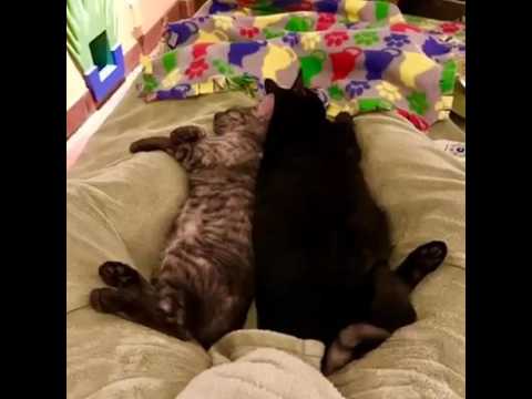 feline infectious peritonitis natural treatment Cats 100516