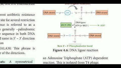 12 std  Bio Botany chapter- 4 Principles and Processes of Biotechnology (DNA ligase)