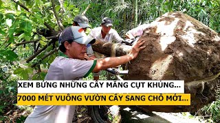 Xem bứng 7 công vườn cây măng cụt đang ăn trái sang chỗ mới I Nắng và Gió Miền Tây