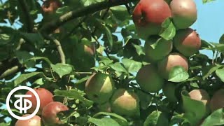 видео: Июль. Из цикла  картинка: Июль. Из цикла